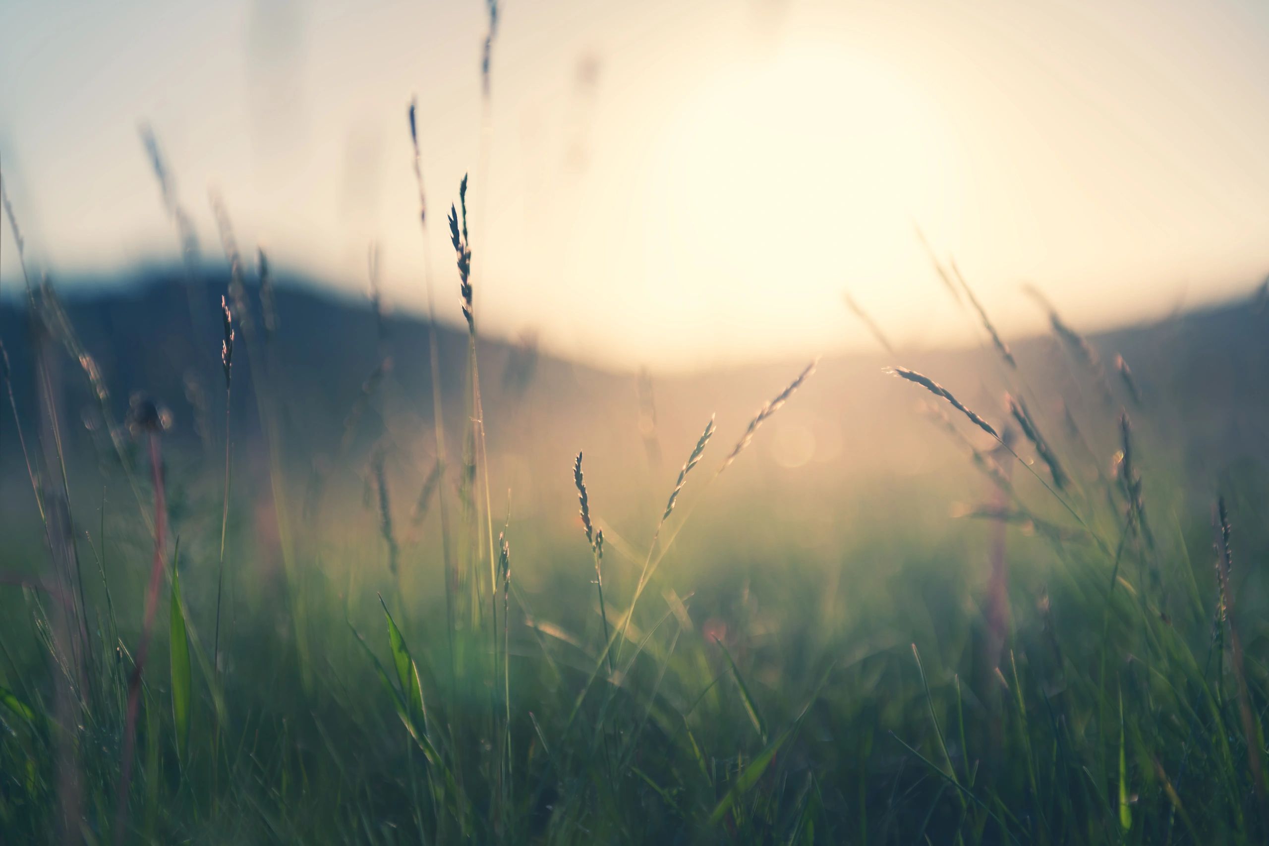 Wild grass in the mountains at sunset representing nature-based calm